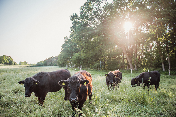 KCS Ranch